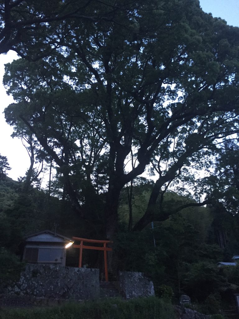 引作の大クス み熊野ねっとブログ