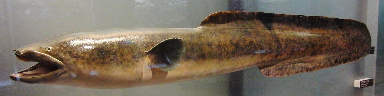 Anguilla marmorata Stuffed specimen.jpg