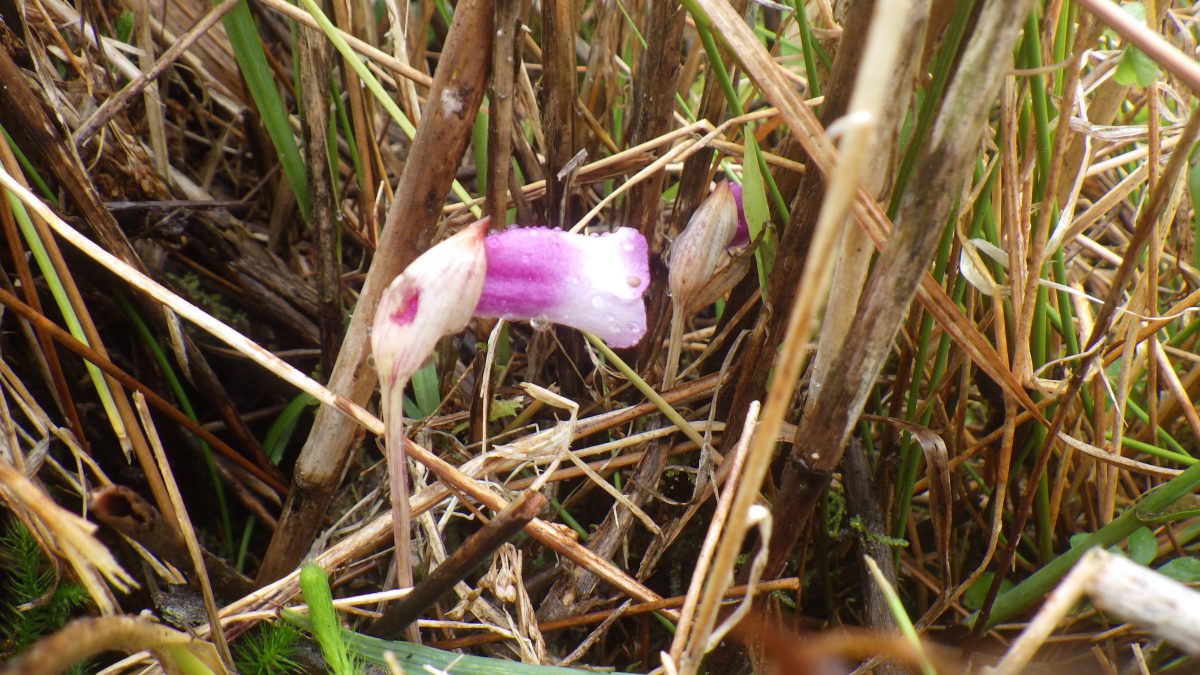 尾花が下の思ひ草