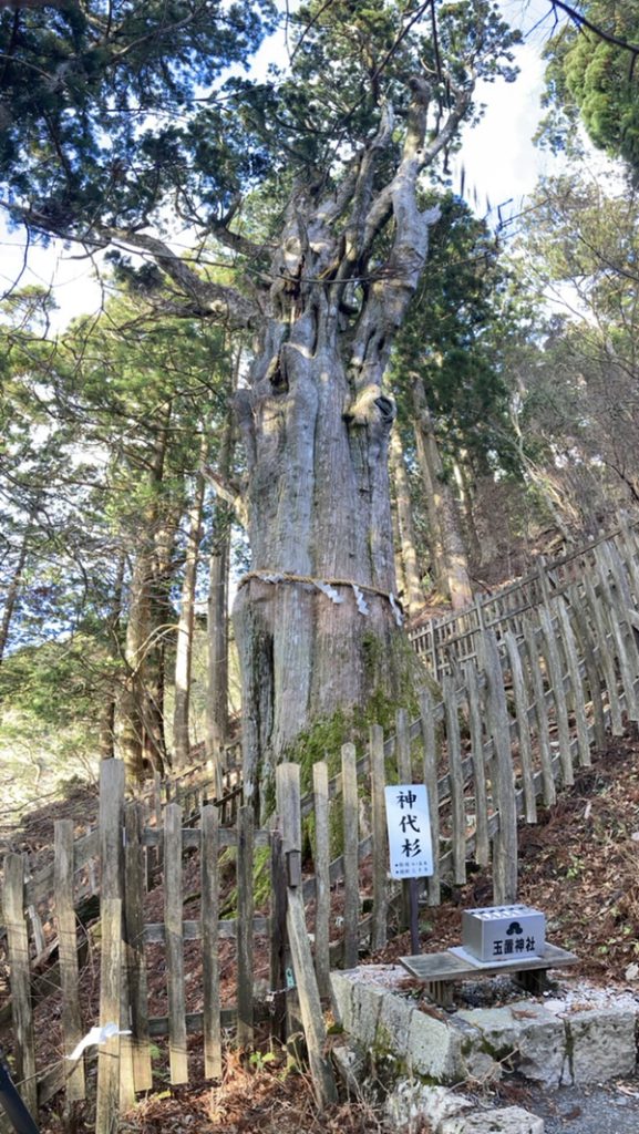 玉置神社 神代杉